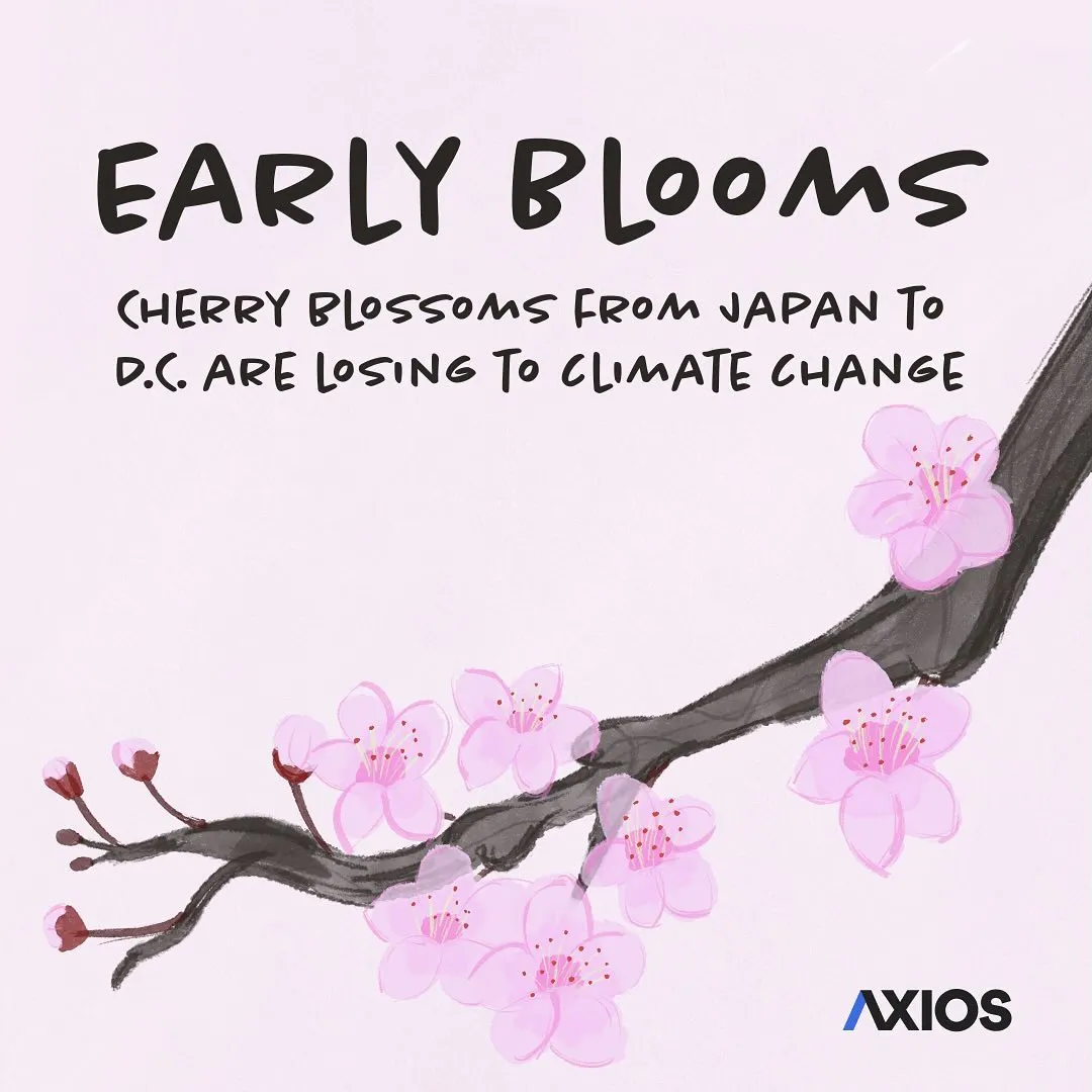 Cherry blossoms bloom earlier—then face deadly frosts — Axios