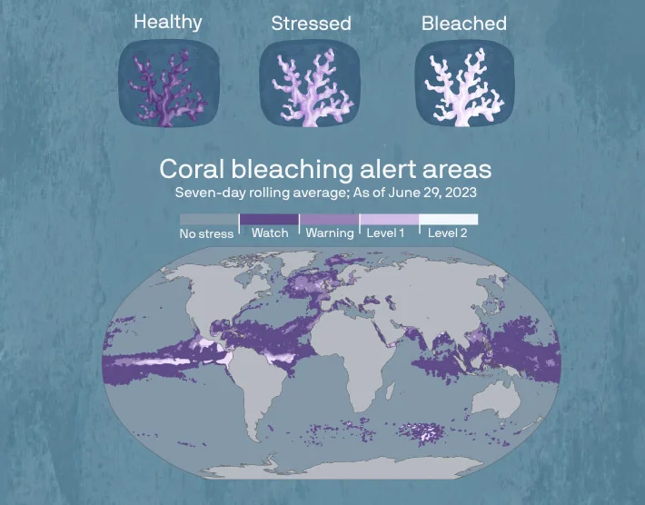 500 million people depend on reefs for survival. The next El Niño could kill that coral off completely — Axios